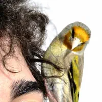 سهره قناری
