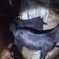 بز پاکستانی|حیوانات مزرعه|میناب, |دیوار