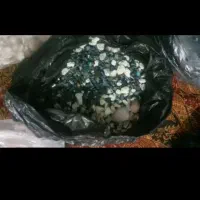 ماهی گوشتخوار|ماهی|مشهد, حضرت حجت|دیوار