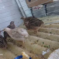 پنج عدد بلدرچین