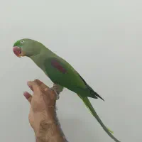 قناری عروس هلندی لوری راهب گرینچیک شاه طوطی|پرنده|خورموج, |دیوار