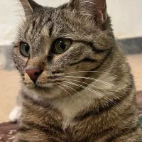 واگذاری گربه