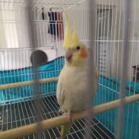 عروس هلندی ماده