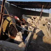 گاو و گوساله سیمینتال|حیوانات مزرعه|فلاورجان, |دیوار