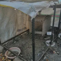 قفس بزرگ مرغ و خروس