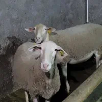 میش و قوچ لاکن فرانسوی