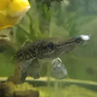 ماهی علیگیتور ،