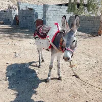 الاغ نر