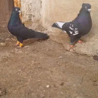 کبوتر رنگی|پرنده|اسفرورین, |دیوار