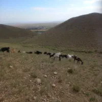 بز شکم اول دو دندان نژاد صلاصه وپاکستانی