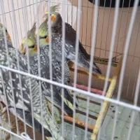 عروس هلندی زیبا|پرنده|دوگنبدان, |دیوار