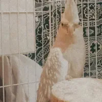 یه جفت مولد تخم گذار عروس هلندی