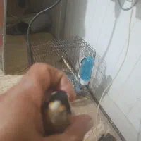 سهره چهارگل کراواتی