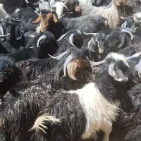 تروشت بز بره میش