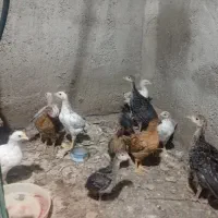 جوجه بوقلمون و جوجه محلی اصل