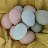 تخم مرغ نطفه دار لاکندزی، زرند