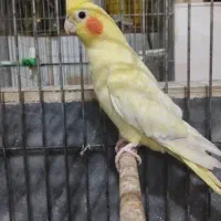 عروس هلندی لوتینو ماده آماده