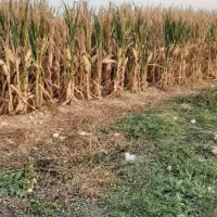 فروش دانه ذرت ۱۰ هکتار|عمدهفروشی|سرپل ذهاب, |دیوار