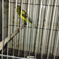 قناری ماده ابلغ کشیده بلند پس کوزه ای کوزه ای