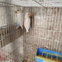 کوتوله،عروس هلندی نر،مرغ عشق،فنج نر