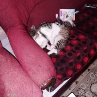 واگذاری رایگان ملوس خانم خوشگل ودخترش ملورین