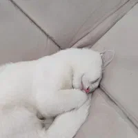 گربه نر|گربه|یزد, |دیوار