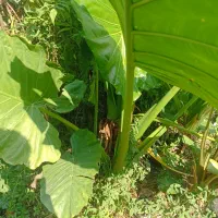 گل بابا ادم جاینت تنه دار|گل و گیاه طبیعی|کتالم و سادات شهر, |دیوار