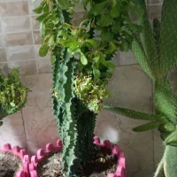 گل گیاه|گل و گیاه طبیعی|جاجرود, |دیوار