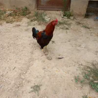 خروس