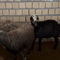 تعدادی بره نر داشتی