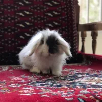 واگذاری خرگوش