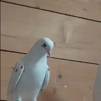 کبوتر بلند پرواز