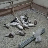 کفترپرشی به شرط یجا به فروش میرسه
