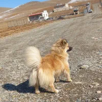 سگ پامر اشپیتز