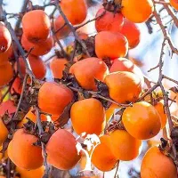 فروش نهال خرمالو سیبی