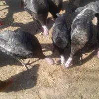 بوقلمون چاق باب داشتی و خوردن