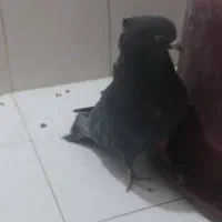 کفتر نر زاغ ازنسل سرور سوقدیم