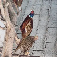 مرغ آمریکایی طوق سفید|پرنده|مشگین شهر, |دیوار