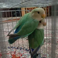 طوطی برزیلی