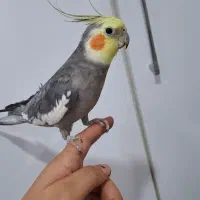 یک جفت عروس هلندی سخنگو رام تخم گذار