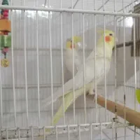 عروس هلندی