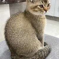 گربه اسکاتیش بلک گلد