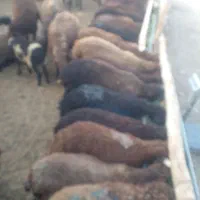 بره