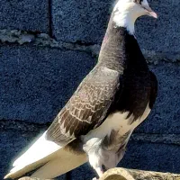 جوجه کبوتر پرشی