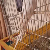 عروس آلبینو