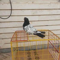 کبوتر یا کفتر