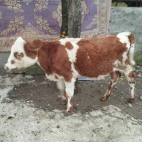 ماده سیمینتال