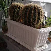 گل طبیعی آپارتمانی کاکتوس