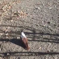 باسلام ککیلی نر جوان|پرنده|اردبیل, |دیوار