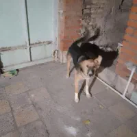 سگ دورگه ژرمن قدر جون|سگ|اندیمشک, |دیوار